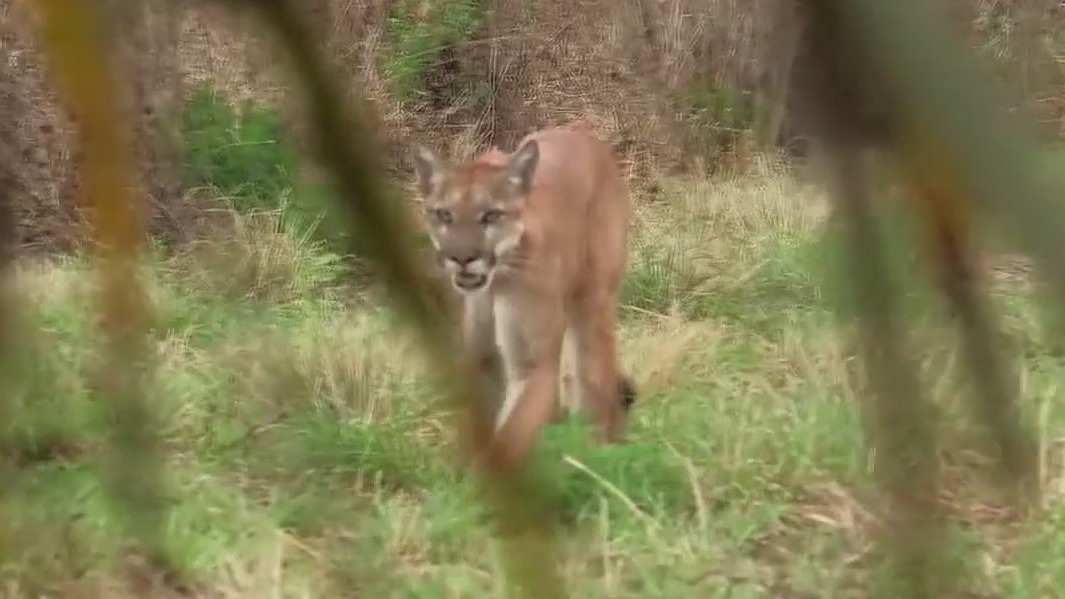 Florida Panther spotted in Polk County